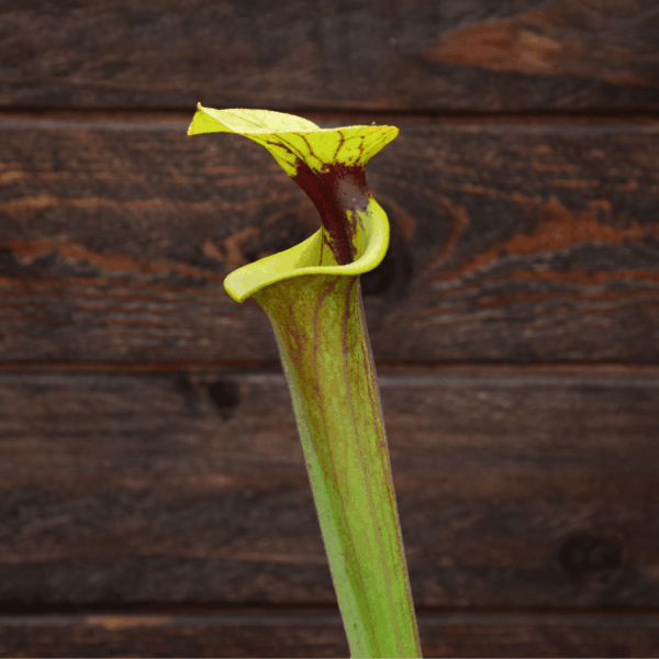 Sarracenia flava var. rubricorpora - Red Patch Throat