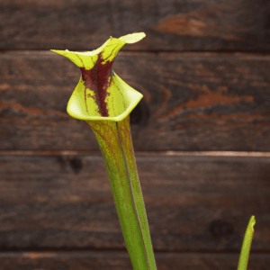 Sarracenia flava var. rubricorpora - Red Patch Throat
