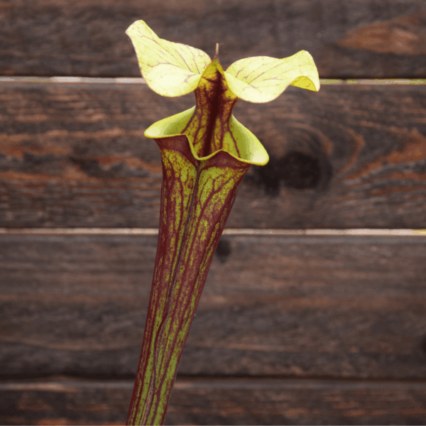 Sarracenia flava var. rubricorpora (semis personnel)
