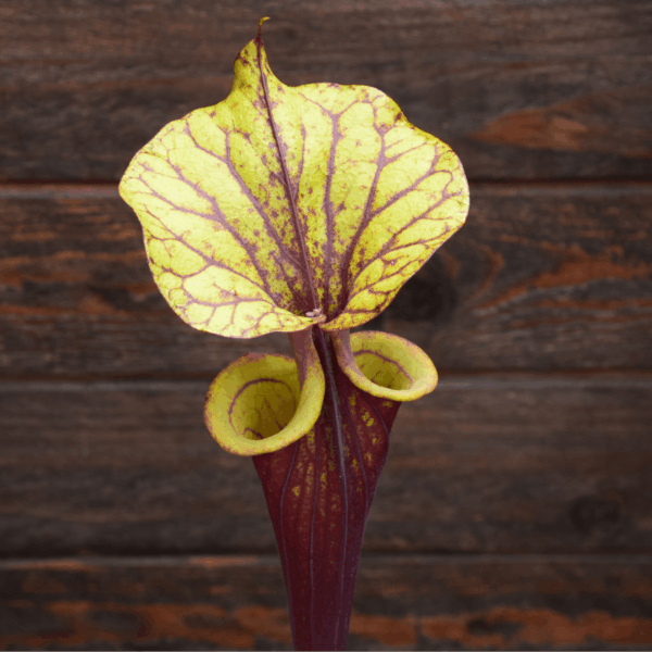 Sarracenia flava var. rubricorpora (semis personnel)