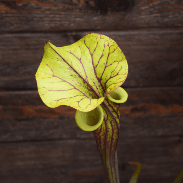 Sarracenia flava var. rubricorpora (semis personnel)