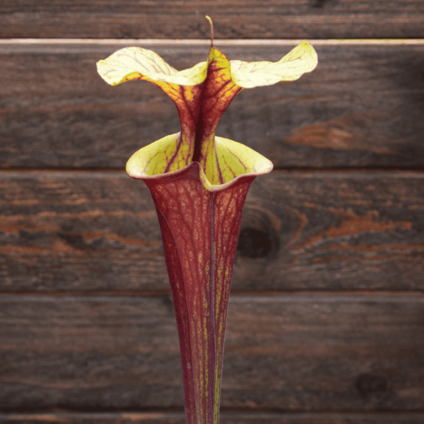 Sarracenia flava var. rubricorpora (semis personnel)