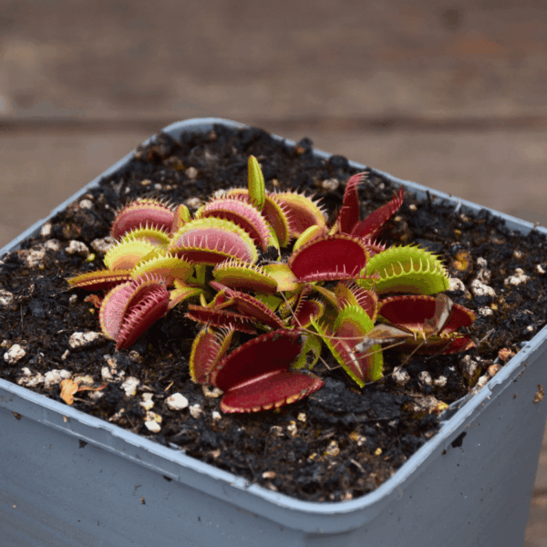Dionaea muscipula - "Sandokan"