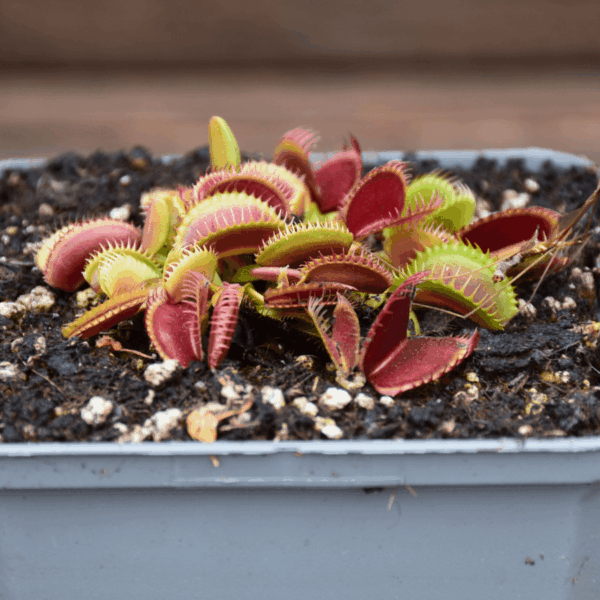 Dionaea muscipula - "Sandokan"