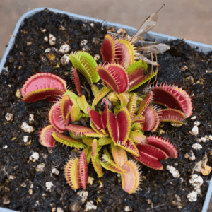 Dionaea muscipula - "Sandokan"