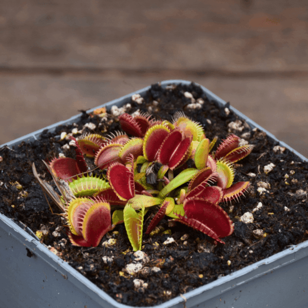 Dionaea muscipula - "Sandokan"