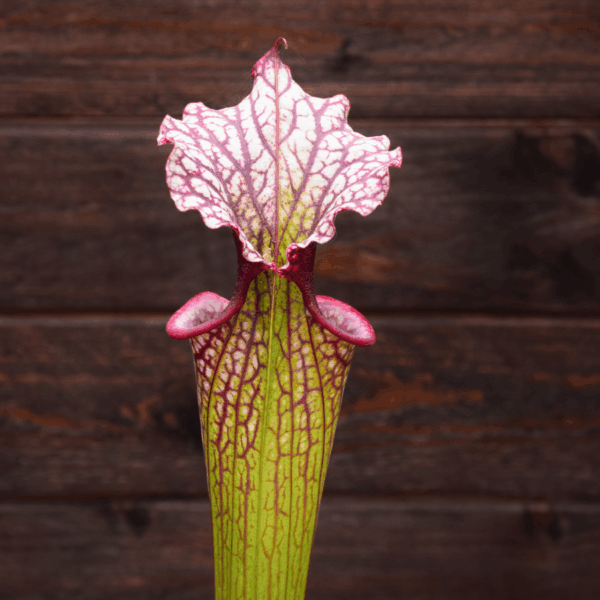 Sarracenia x moorei - H225 MK, 'Timothy King'