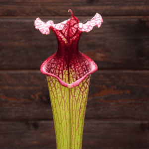 Sarracenia x moorei - H225 MK, 'Timothy King'