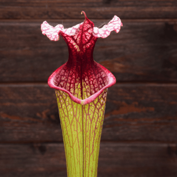 Sarracenia x moorei - H225 MK, 'Timothy King'