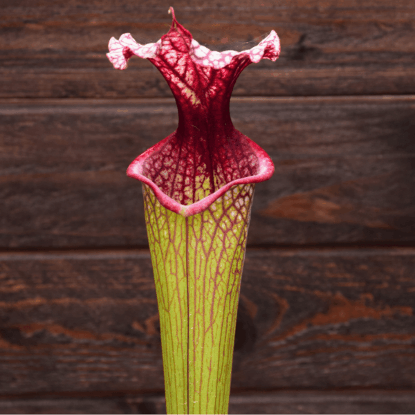 Sarracenia x moorei - H225 MK, 'Timothy King'