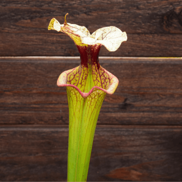 Sarracenia x moorei - H113 MK, 'Adrian Slack'