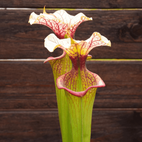 Sarracenia x moorei - H113 MK, 'Adrian Slack'