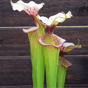 Sarracenia x moorei - H113 MK, 'Adrian Slack'