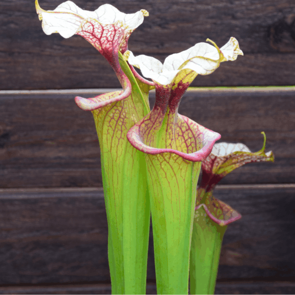 Sarracenia x moorei - H113 MK, 'Adrian Slack'