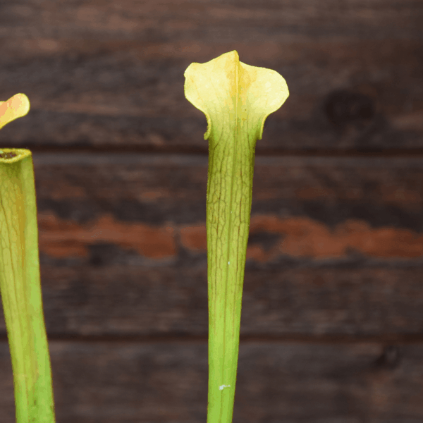 Sarracenia alata - Jackson, MS, Co.