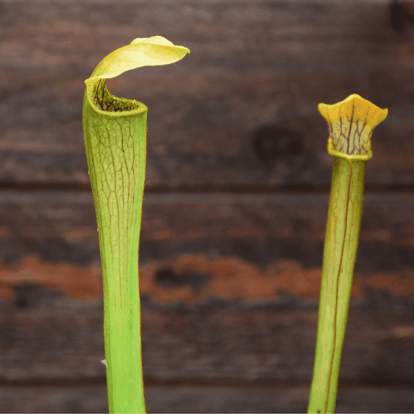 Sarracenia alata - Jackson, MS, Co.