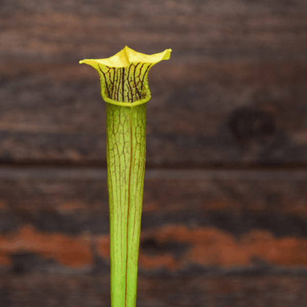 Sarracenia alata - Jackson, MS, Co. (125 Jans/Janssens 2021) – Image 4