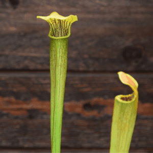 Sarracenia alata - Jackson, MS, Co.