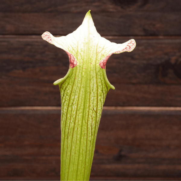 Sarracenia x areolata 'Giant'