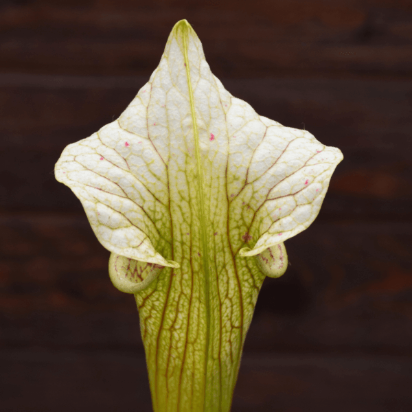 Sarracenia x areolata 'Giant'