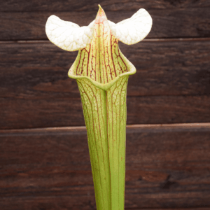 Sarracenia x areolata 'Giant'