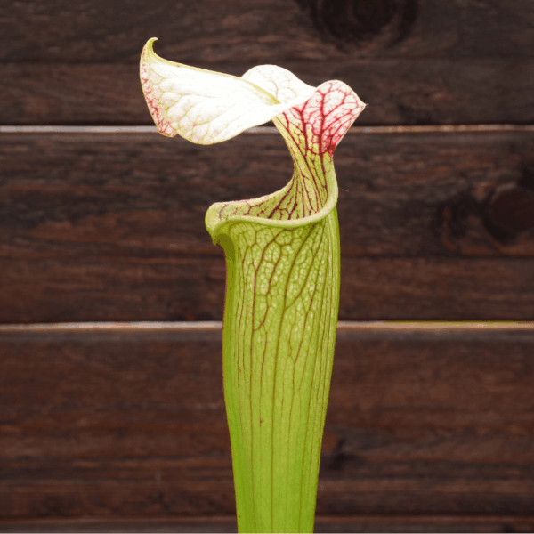 Sarracenia x areolata 'Giant'
