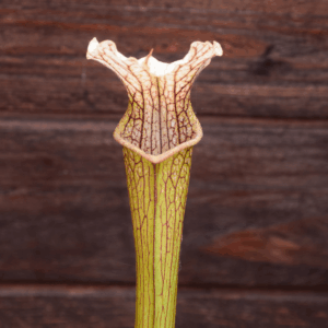 Sarracenia x areolata white (SHY - 109 Carnilandes)