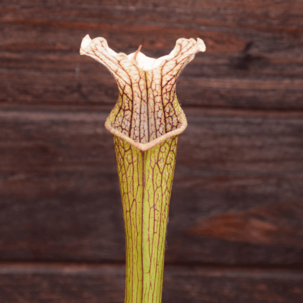Sarracenia x areolata white (SHY - 109 Carnilandes)