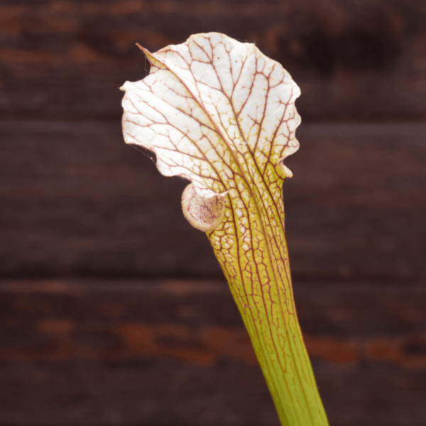 Sarracenia x areolata white (SHY - 109 Carnilandes)