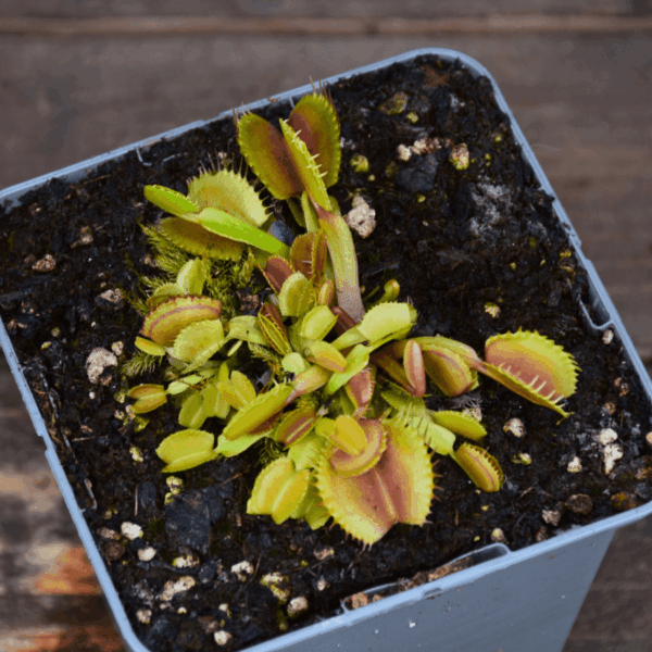 Dionaea muscipula - "Belzebub"