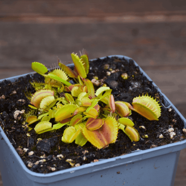 Dionaea muscipula - "Belzebub"