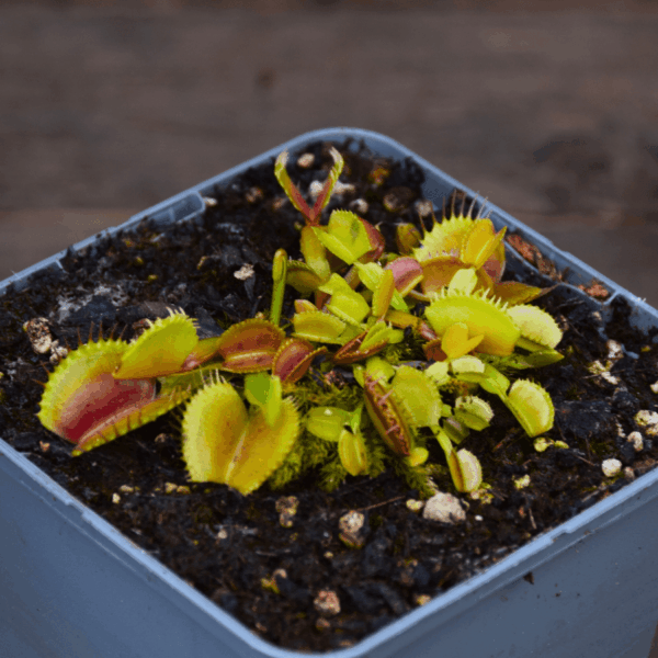 Dionaea muscipula - "Belzebub"