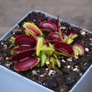 Dionaea muscipula - 'Bimbo'