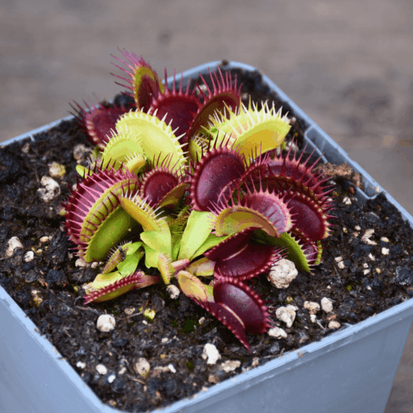 Dionaea muscipula - 'Bimbo'