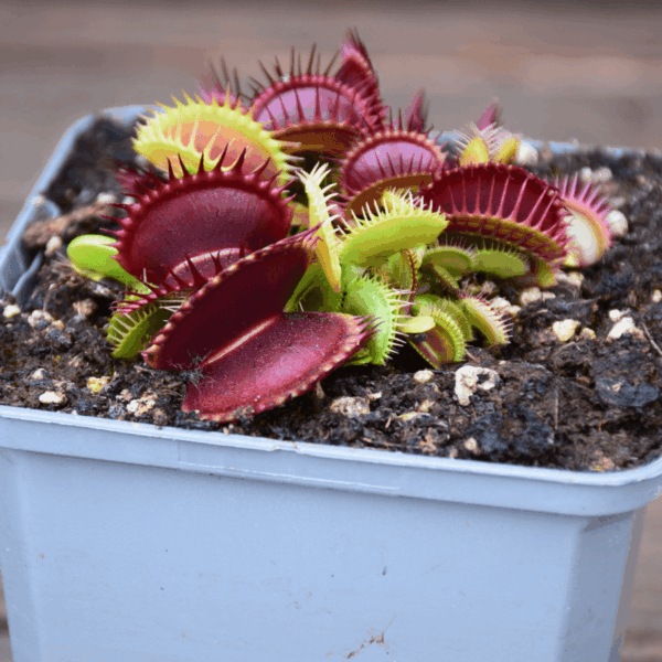 Dionaea muscipula - 'Bimbo'