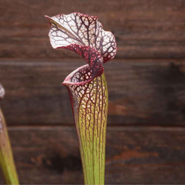 Sarracenia x areolata 'Black Cave'