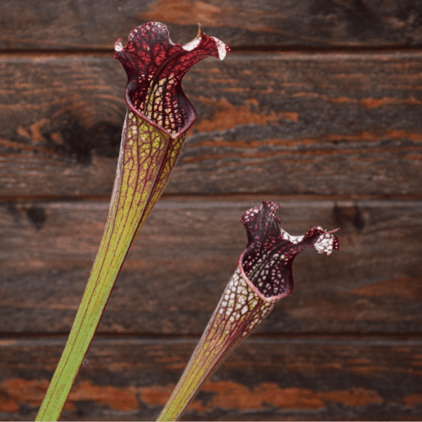 Sarracenia x areolata 'Black Cave'