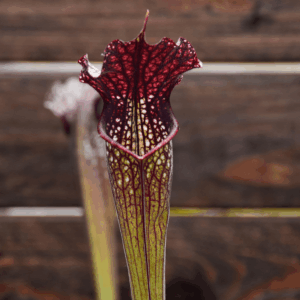 Sarracenia x areolata 'Black Cave'