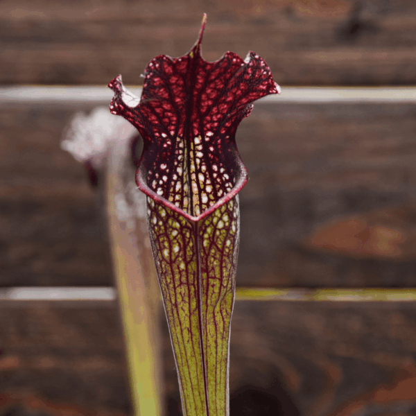 Sarracenia x areolata 'Black Cave'