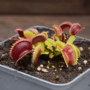 Dionaea muscipula - Coq couché x Up Giant #1