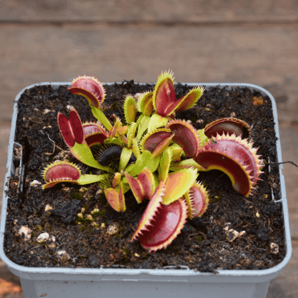 Dionaea muscipula - Coq couché x Up Giant #1