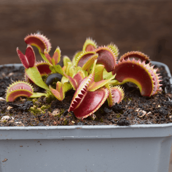 Dionaea muscipula - Coq couché x Up Giant #1
