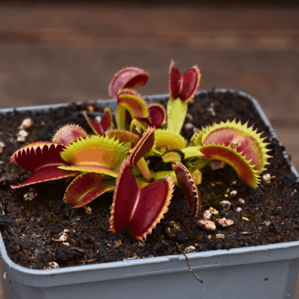 Dionaea muscipula - Coq couché x Up Giant #1