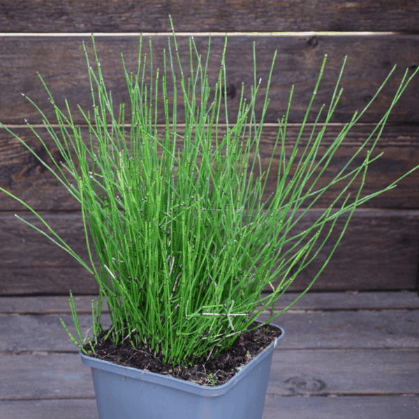 Equisetum scirpoides