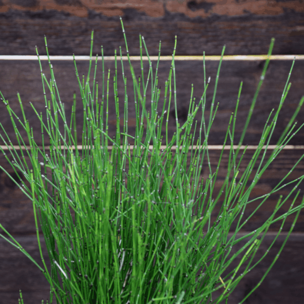 Equisetum scirpoides