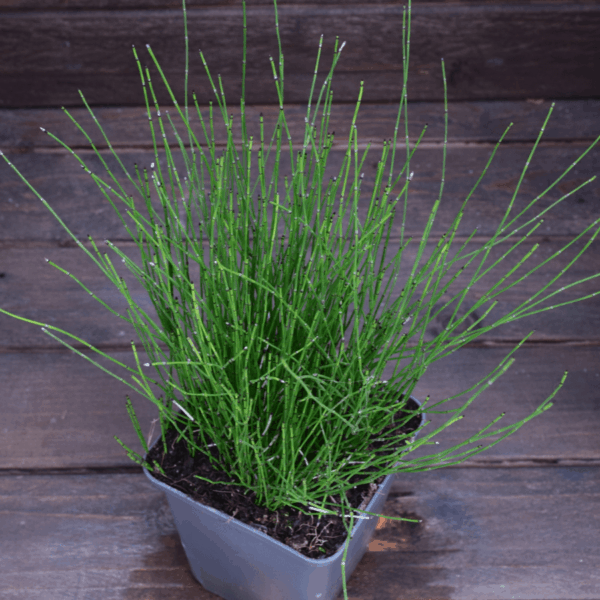 Equisetum scirpoides