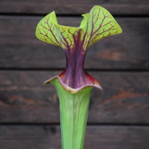 Sarracenia flava var. ornata - F88 MK 'Solid Red Throat'