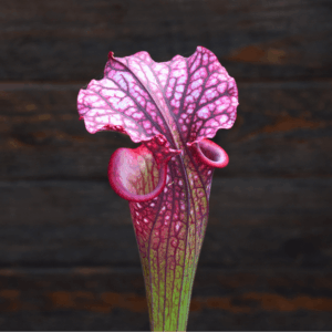 Sarracenia leucophylla (L18MK) x rubricorpora (F187 MK)