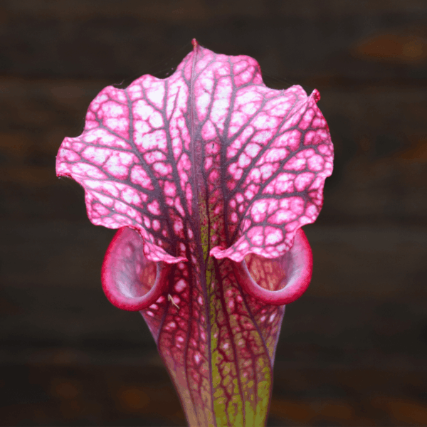 Sarracenia leucophylla (L18MK) x rubricorpora (F187 MK)