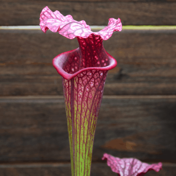 Sarracenia leucophylla (L18MK) x rubricorpora (F187 MK)